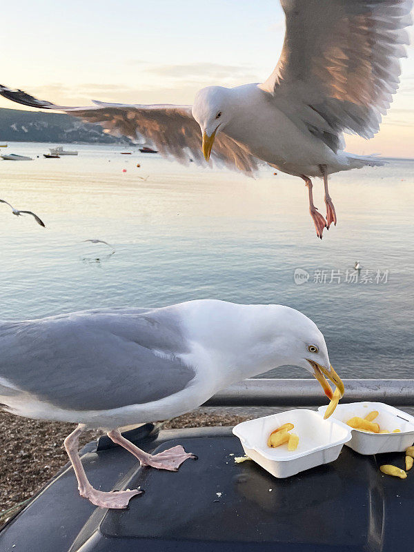 银鸥(Larus argentatus)栖息在海边黑色的硬塑料垃圾桶垃圾桶，从一次性外卖盒中拾取鱼和薯条，海鸥盘旋准备降落